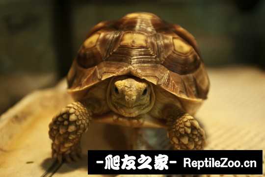 004214rh4mfnzmh4zig36m.jpg