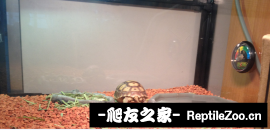 005731oktl4c03rmcbl0zf.png