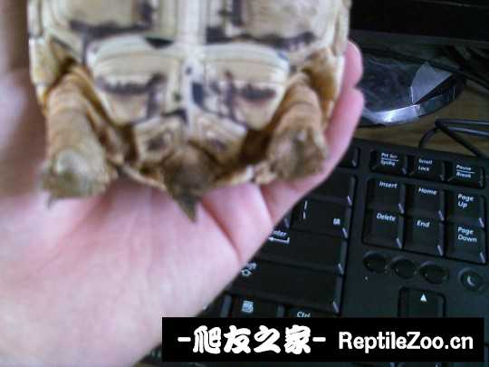 010250hppul9qqkkq1pzpq.jpg