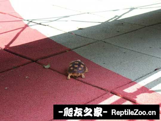 010952ussj7qsjuszq2rrw.jpg