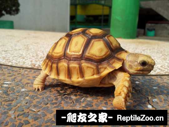 011922xlo35psffsxwf31o.jpg