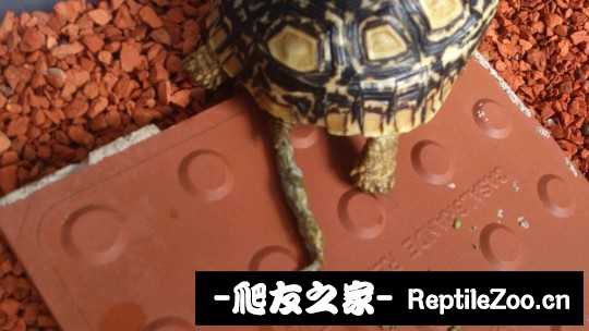 012141wc2cyjrcilziywyz.jpg