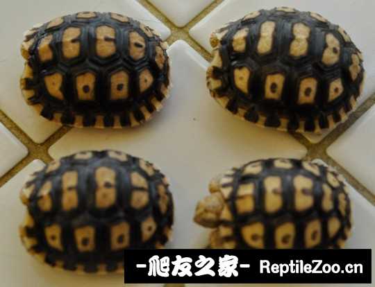 012310y2gvgc5s2cjpspav.jpg