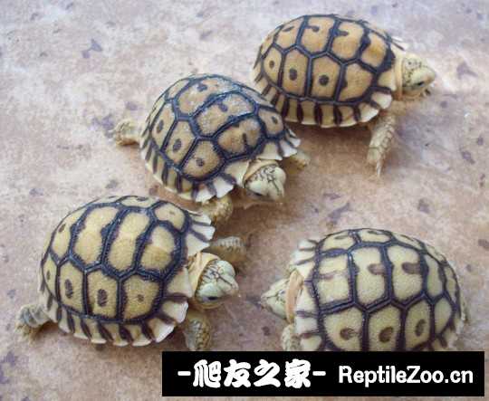 012311npuh1e1u1zspdppq.jpg