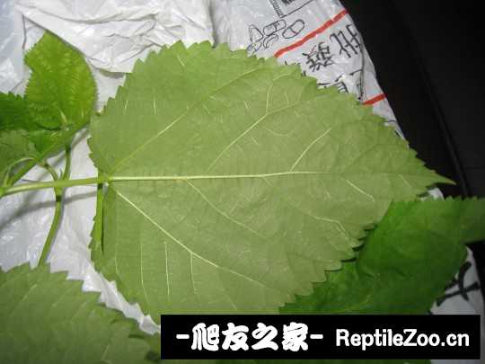 012358rfna5pi5j5fka51k.jpg
