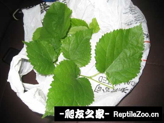 012358rh8r8y423zph2hmq.jpg