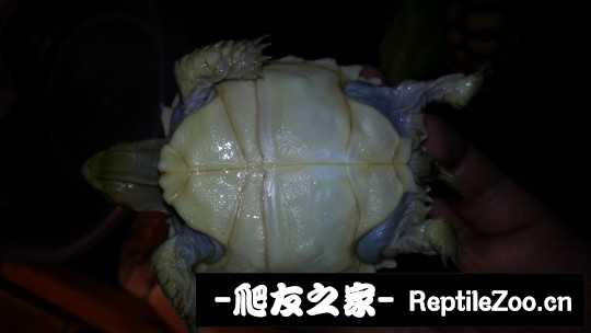 012417rxwy89phzgwxj379.jpg