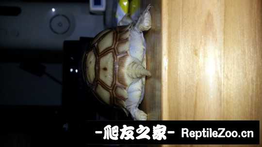 012417ywswxrkkxgj1hn7n.jpg