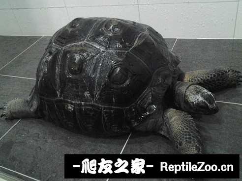 012931n3xtla36jlyzr6l4.jpg