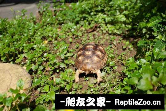 012951d2cjplfulfmd13lg.jpg
