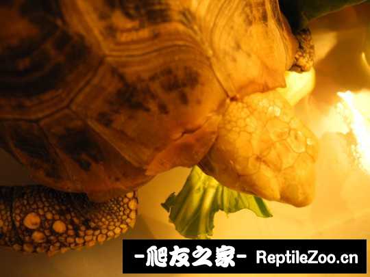 013409c14llp424lb167va.jpg