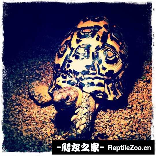 013730vf4kz4fffqfqzb1f.jpg