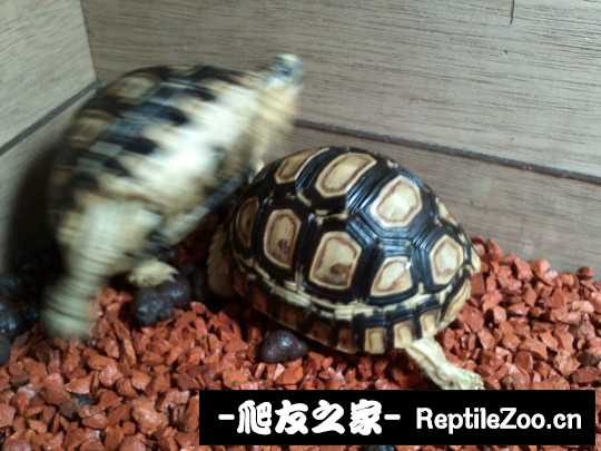013902hf9w6fov06ee8v0g.jpg