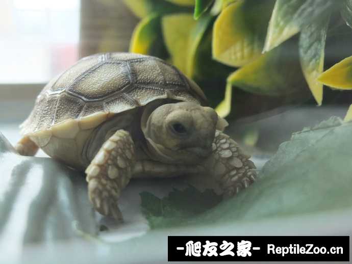 014109sgn2gfn55yyfffvv.jpg