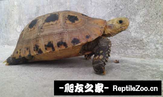 014338obree0wjvevzt8kc.jpg
