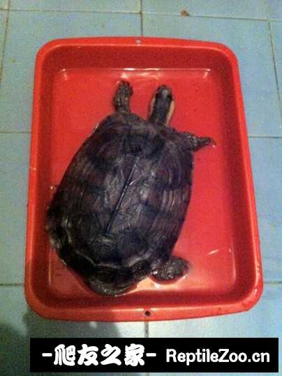 014512l12f8tutgt2ugpp2.jpg