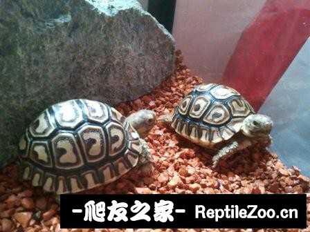 014817ly5gpz223q5edqqa.jpg