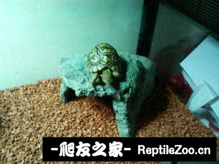 014820wcm3o3mm2t3ammeq.jpg