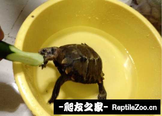 015522lnpn2ppfn42o8up7.jpg