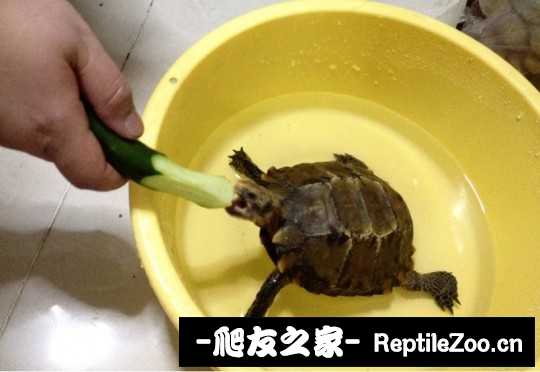 015523nz654znw55ulciew.jpg