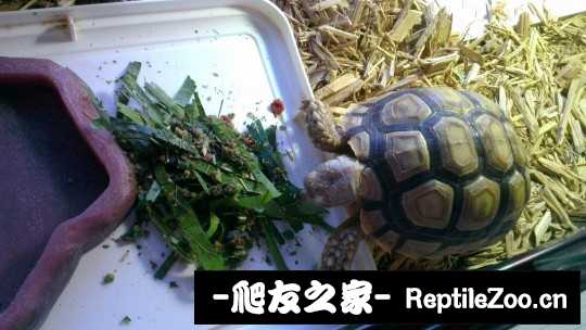 025941g1e6ny5jyeno2jj6.jpg