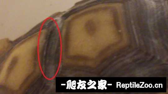 030039ectank1aqkrai1ok.jpg