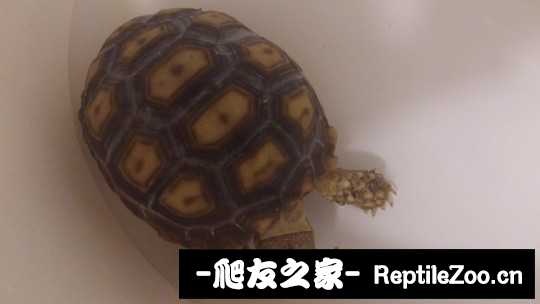 030039n009d33k2x4dk0m3.jpg