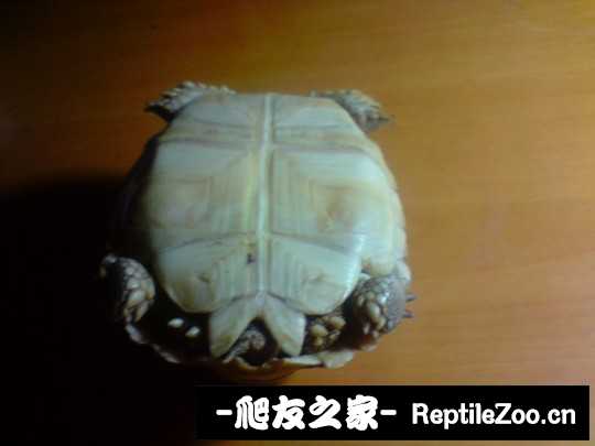 030552szjwkcyl413btob9.jpg