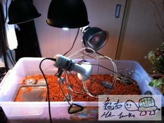 030750oprg4pgrtif554mp.jpg