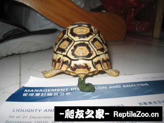031714px6vvegxzj2vdv2d.jpg