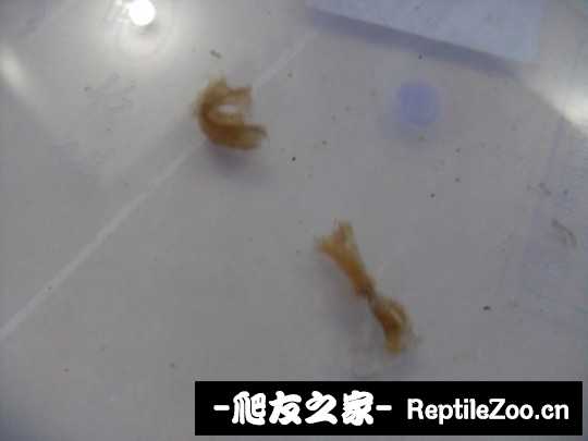 032020fthla7qqql0aq88m.jpg