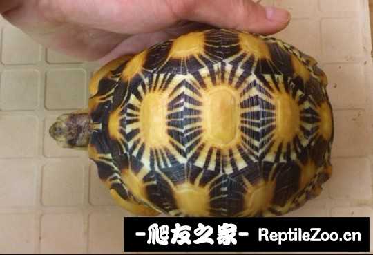 032132zz4fcz45pk5jjc4g.jpg