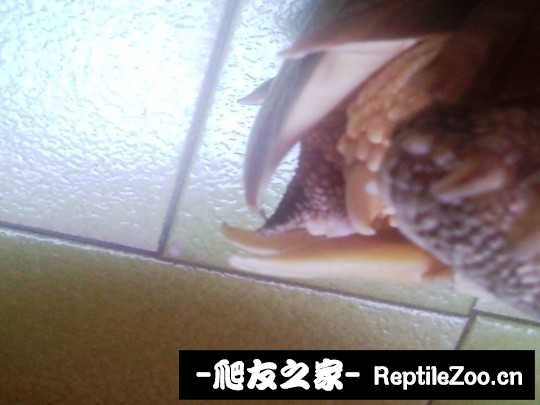 042021c9d661612rr2brhr.jpg