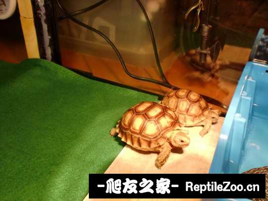 042037zoh44ror7xwcuac7.jpg
