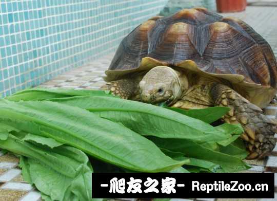 042056zlo20enpd11eonvs.jpg