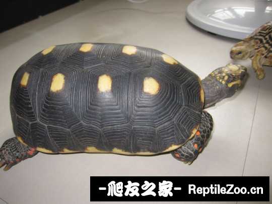 043306ai1a8yziqkf7kzgk.jpg