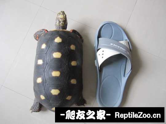 043308qi4qiwrrrrhir8zk.jpg