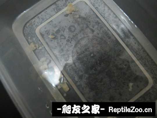 043742ulffqkpp1fffp4fg.jpg