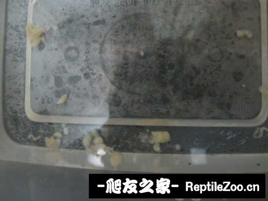 043743wa2xpo31vp2nytfn.jpg