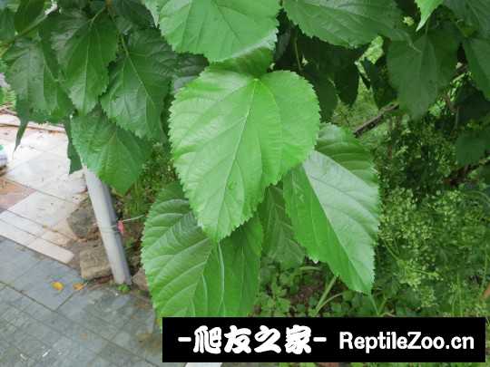 135344cz77q02m75etqtww.jpg