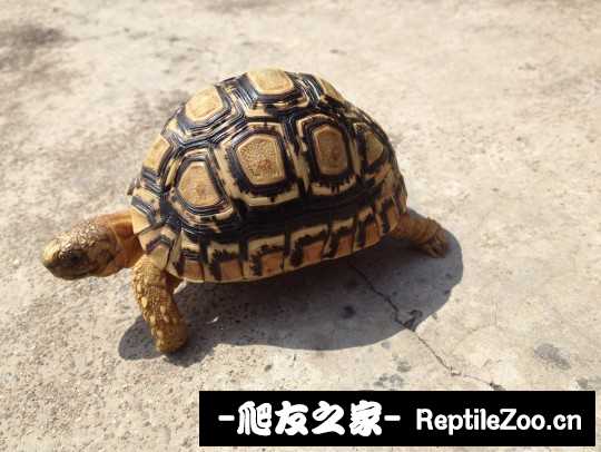 135359o117yg1729l1gw9b.jpg