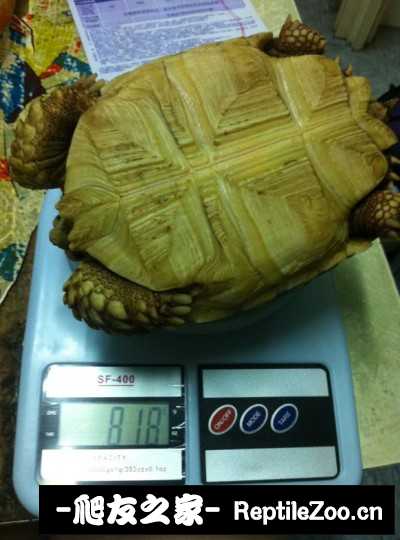 135527syplyyag4gscqgst.jpg
