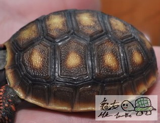 233548mdacxffgx60d4mxc.jpg