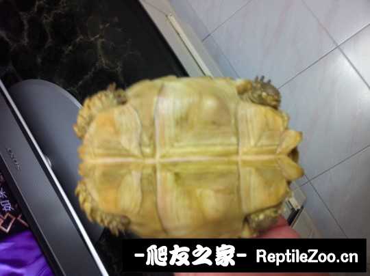 233716qjjxy1k9lveyepyv.jpg