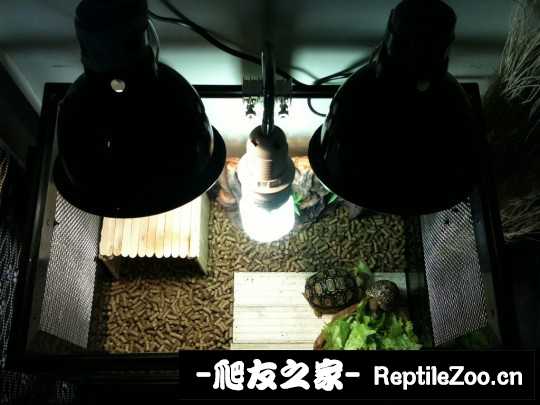 233737l0x80tn8bixtib6x.jpg