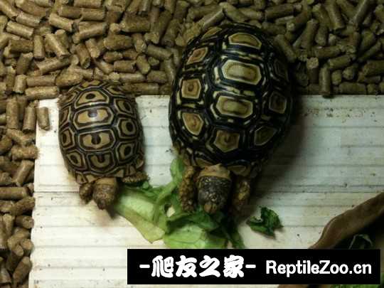 233738tl9r8s1iic8nvr1s.jpg