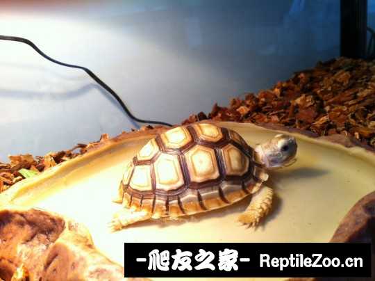 234219fulswuugpuus5rx5.jpg