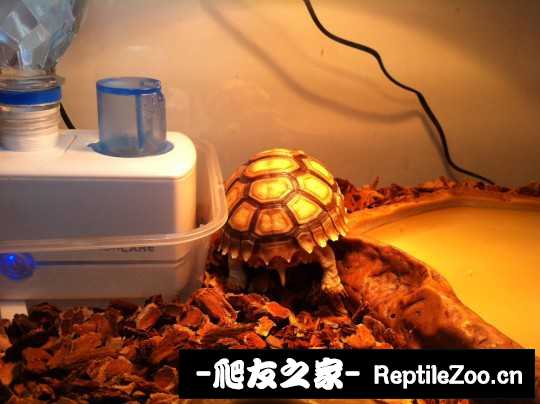 234219xkyahgemmgffpagu.jpg