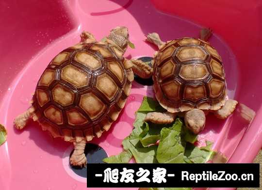 234250fitc2np0ifef4eo4.jpg