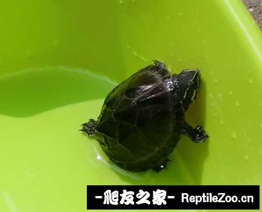 234251zymwwninnoqy10ip.jpg